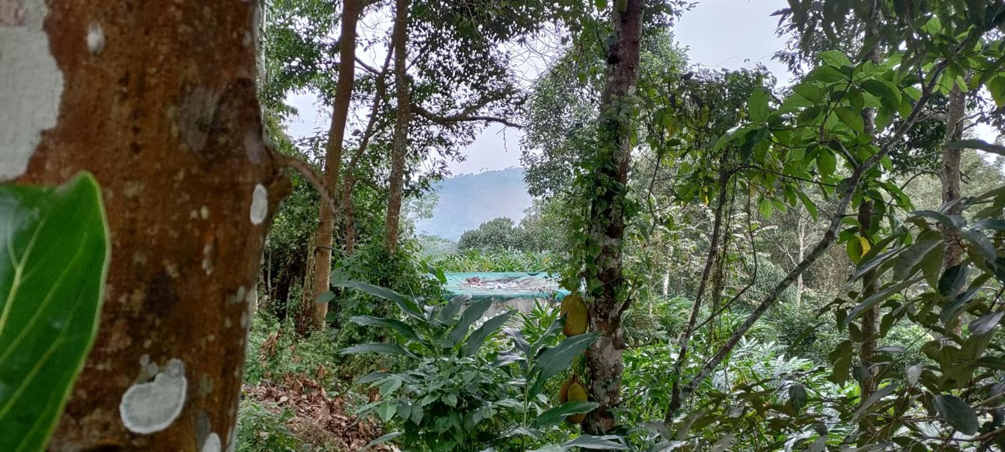 Coffee Camp Home Stay With Tree House Kattappana Exterior foto