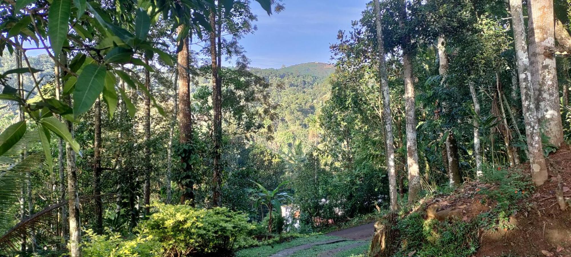 Coffee Camp Home Stay With Tree House Kattappana Exterior foto
